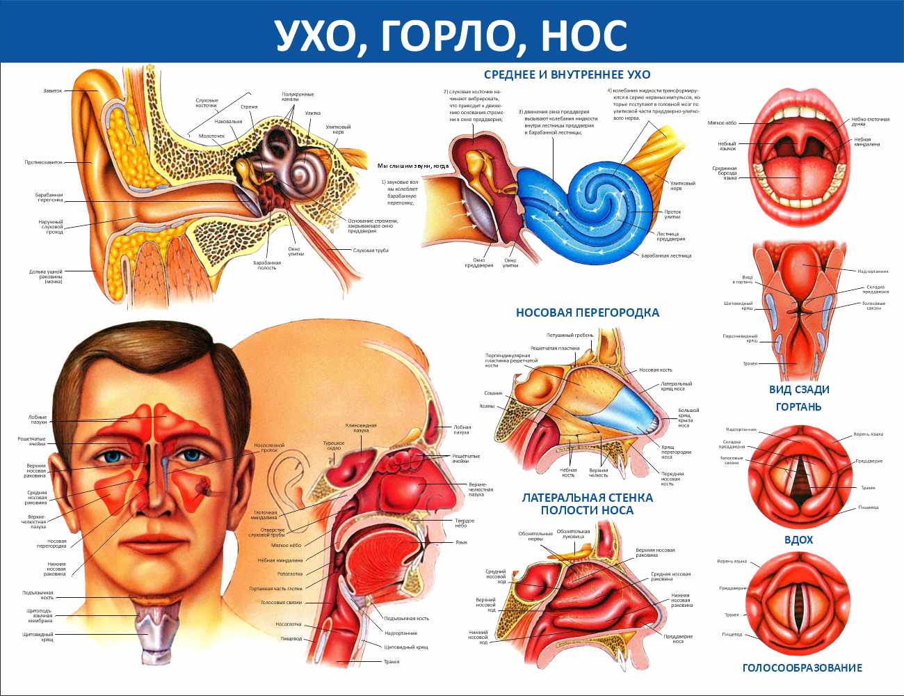 Ухо, горло, нос Ставрополь