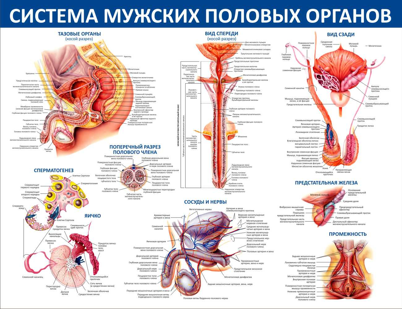 Система мужских половых органовСтаврополь