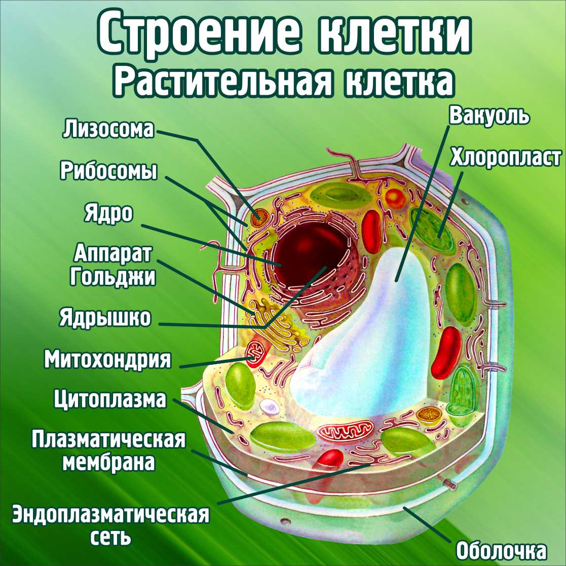 Растительная клетка: строение, функции и другие важные особенности