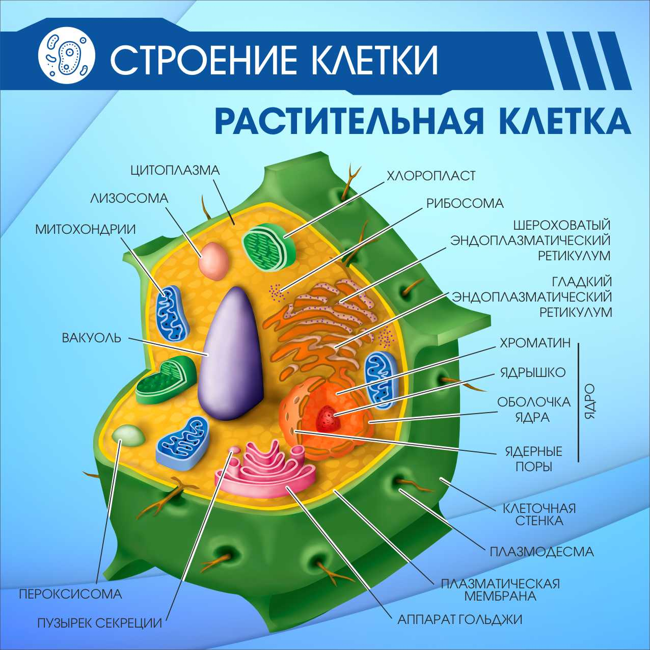 Строение клетки Растительная клетка в Ставрополе