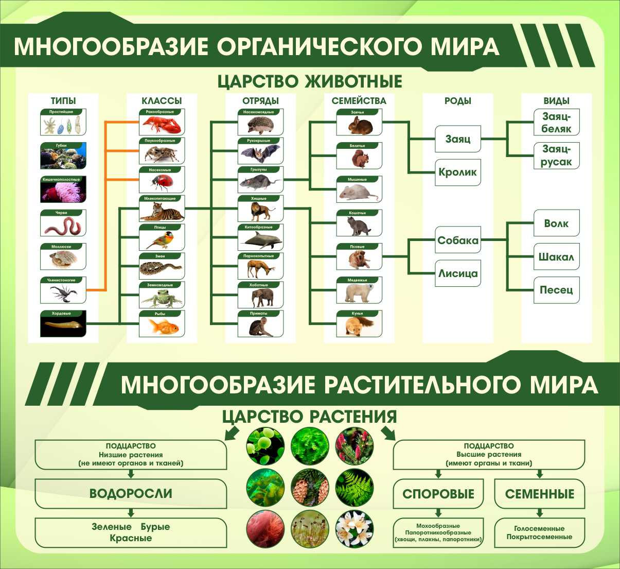 Стенд в кабинет биологии Царство животные Царство растения купить в  Ставрополе